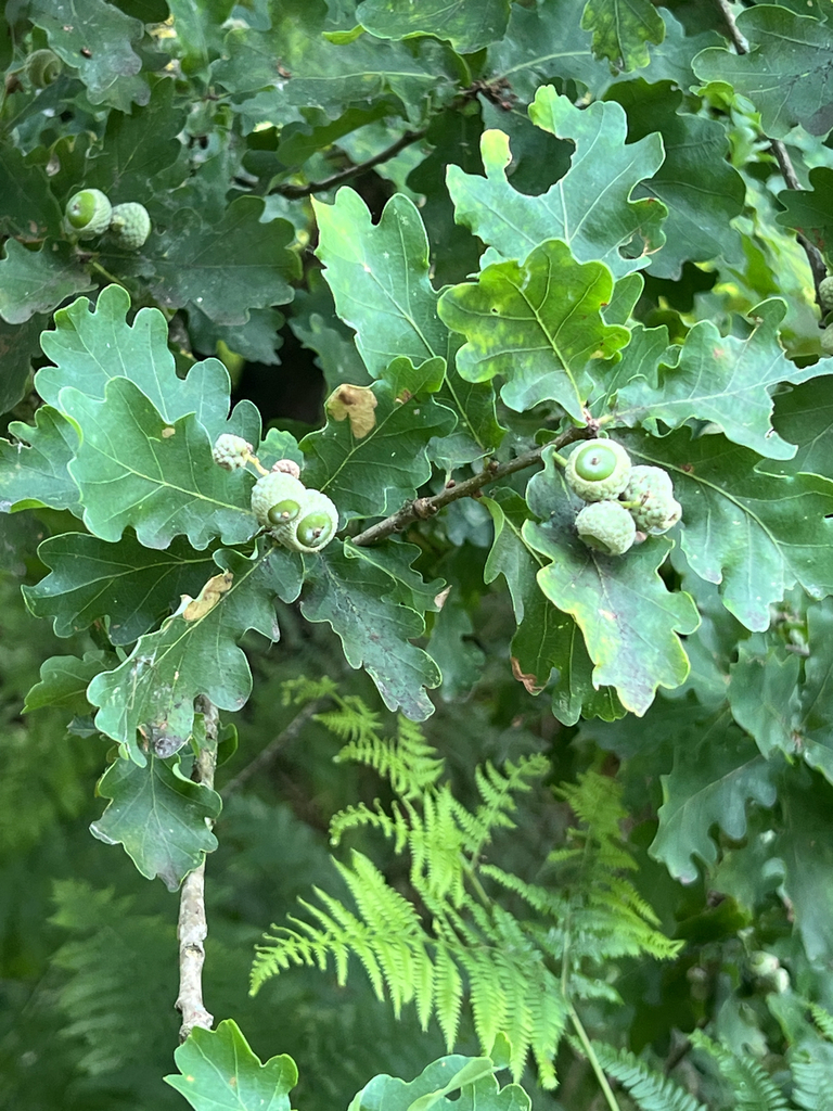 English oak