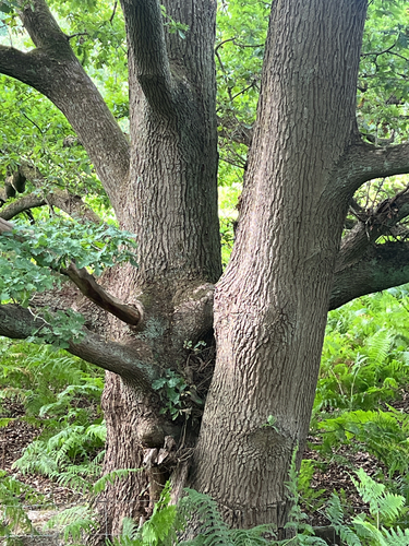 English oak