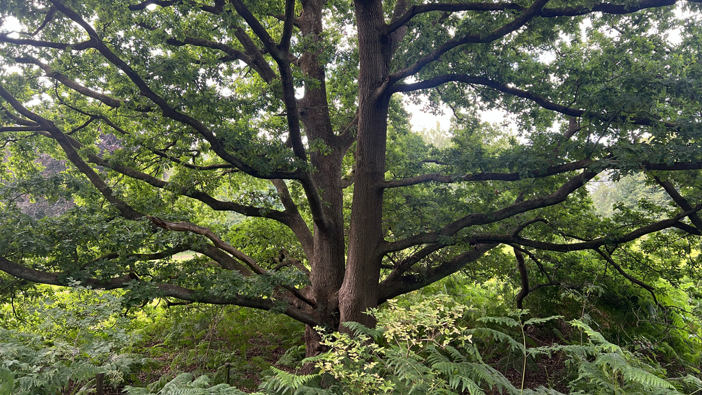 English oak