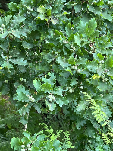 English oak