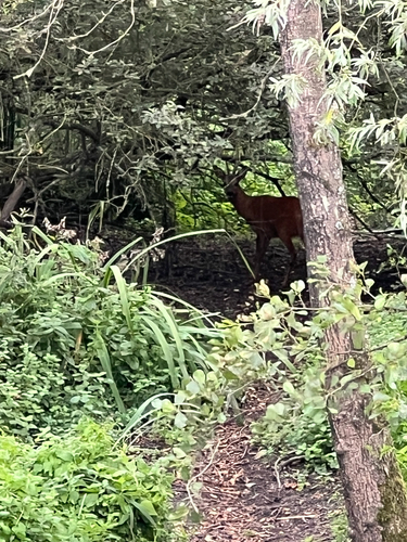 Western Roe Deer