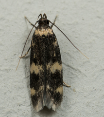 Oegoconia novimundi