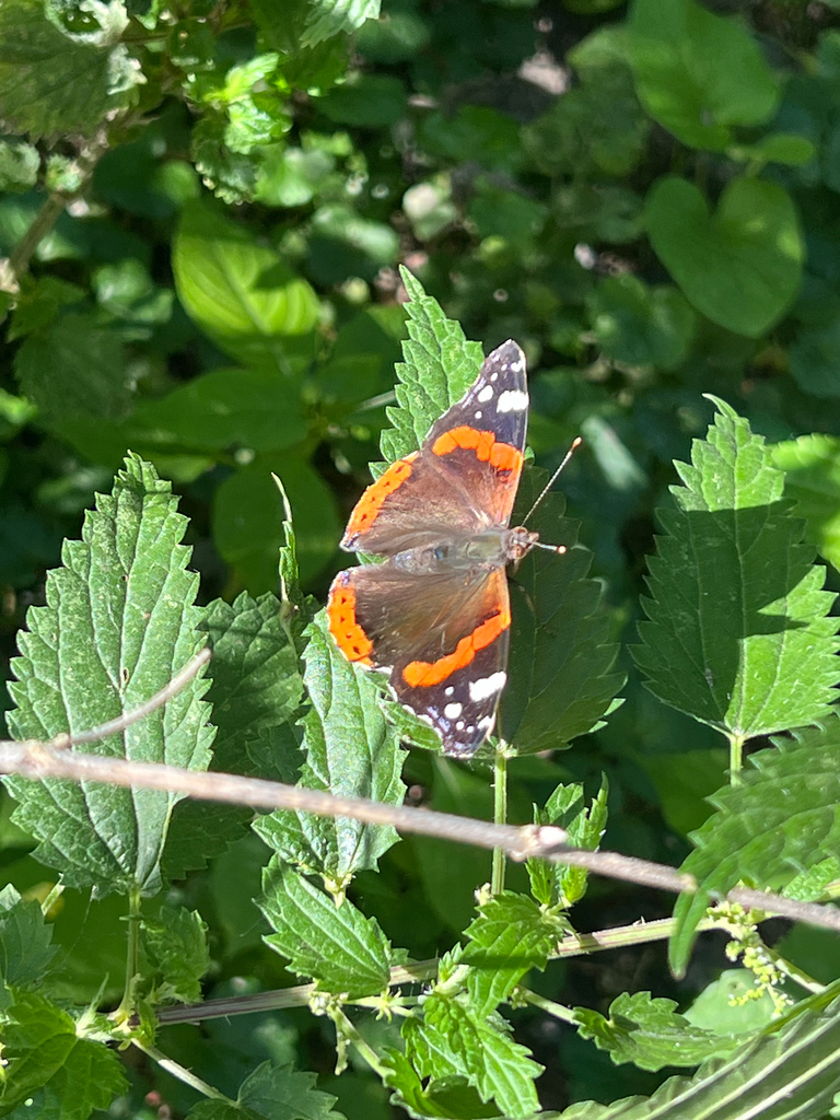 Red Admiral