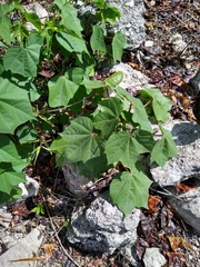Jatropha curcas