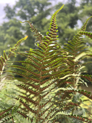 wood ferns