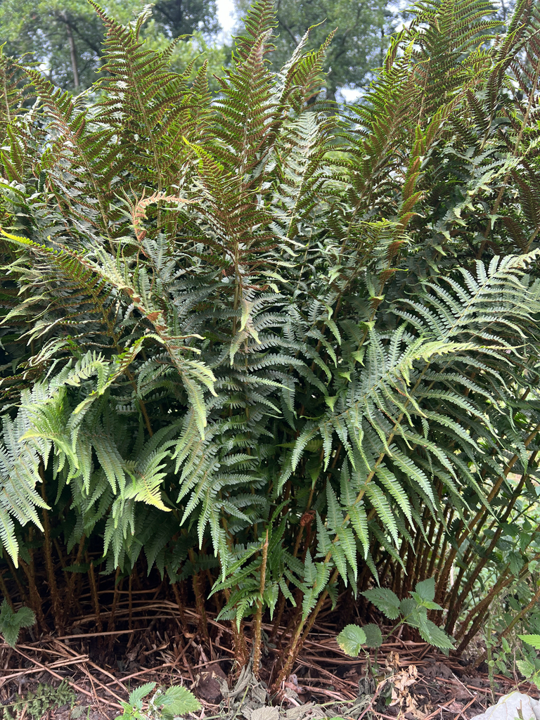 wood ferns