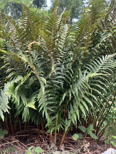 wood ferns