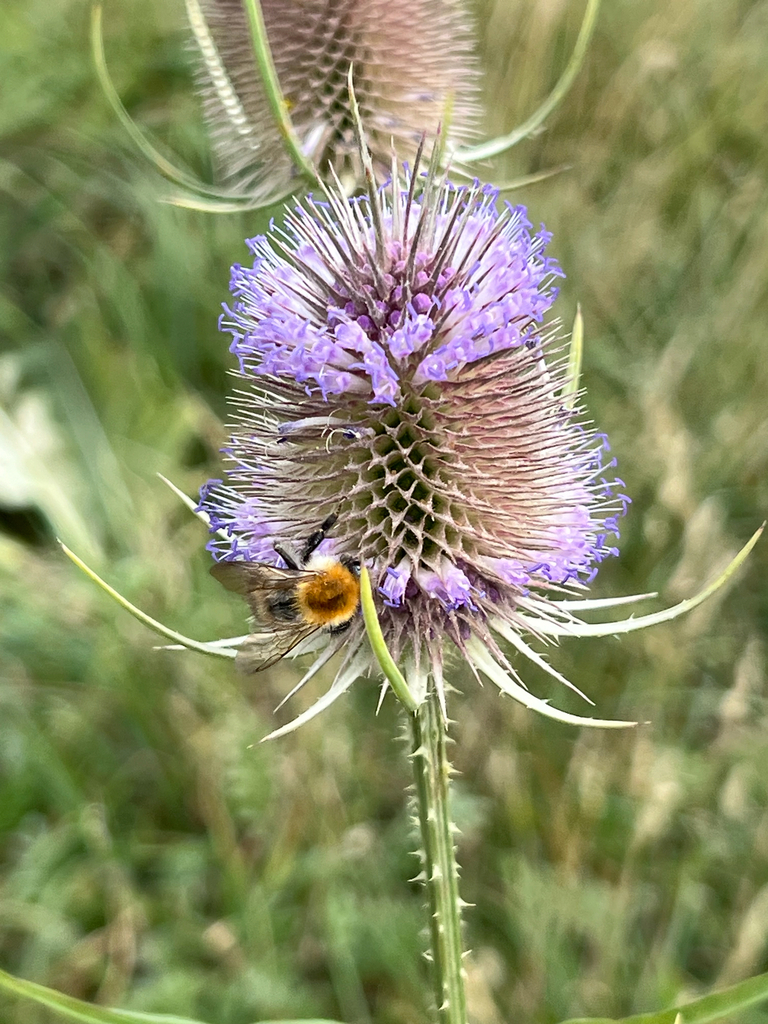 Common Carder Bumble Bee