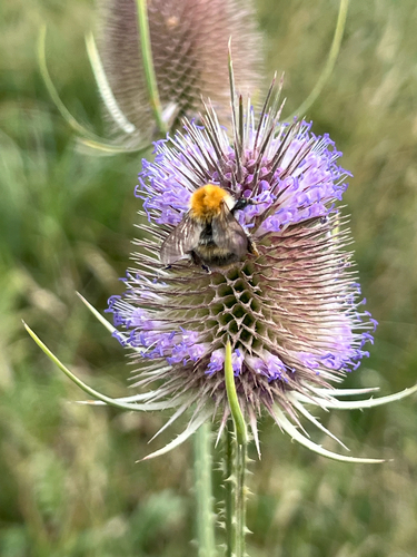 wild teasel