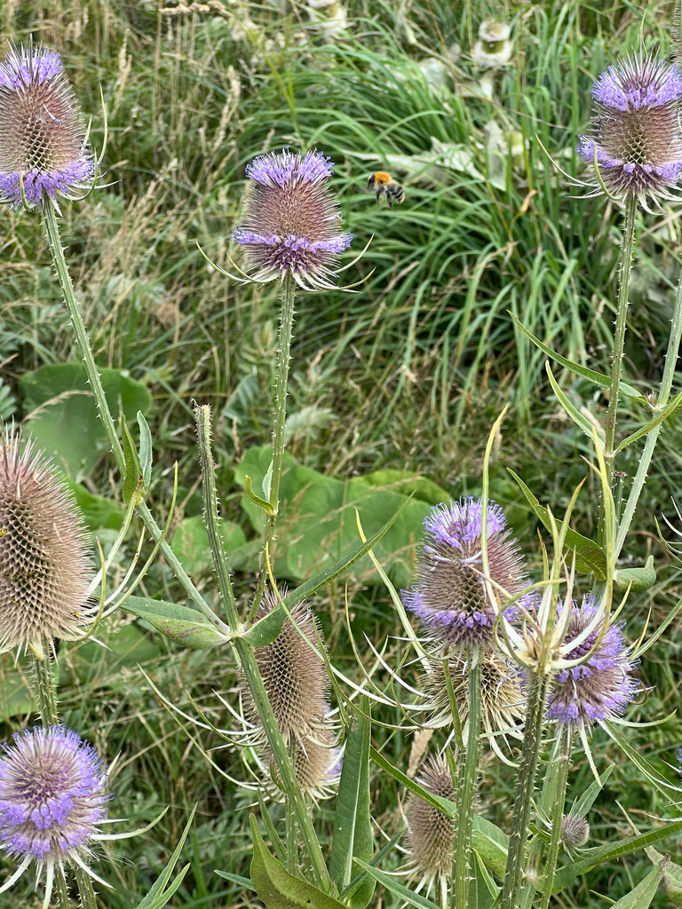wild teasel