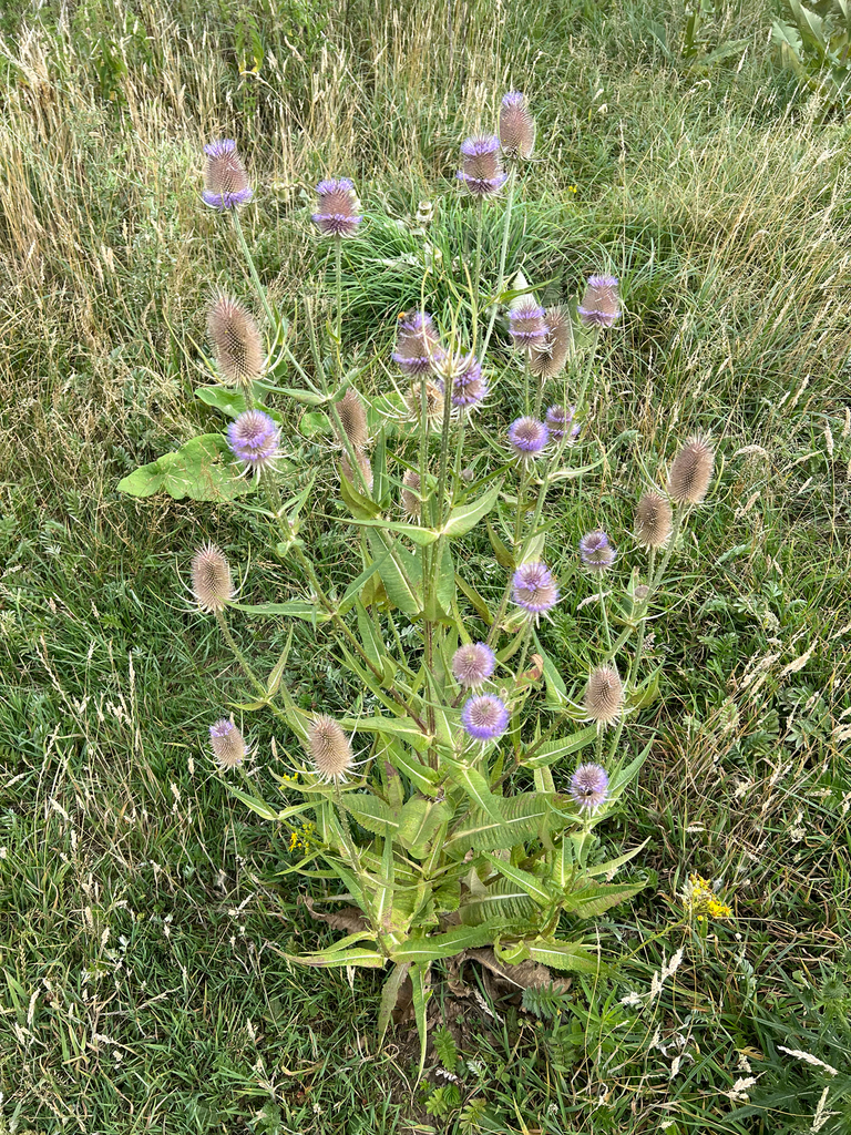 wild teasel