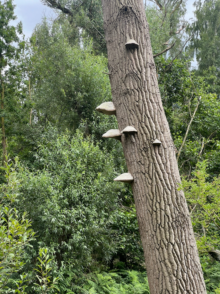 Hoof Fungus