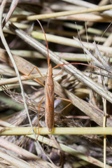 Protenor belfragei