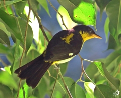 Hemithraupis flavicollis