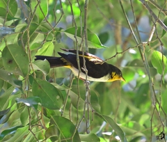 Hemithraupis flavicollis