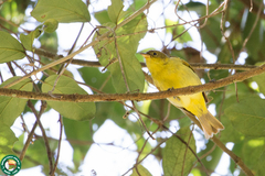 Hemithraupis flavicollis