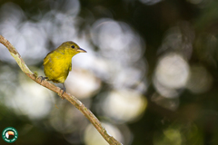 Hemithraupis flavicollis