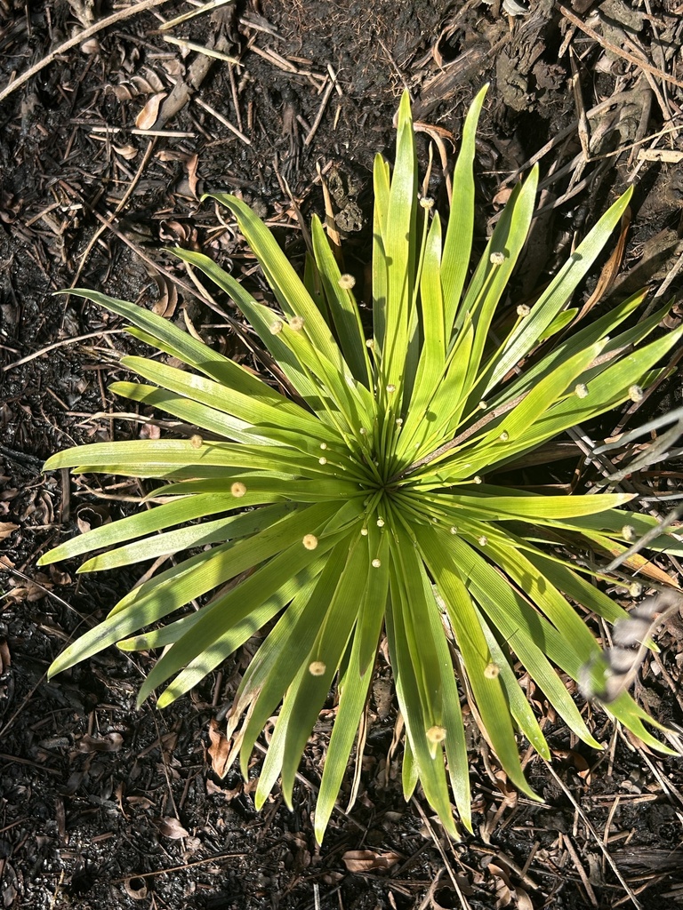 Syngonanthus restingensis