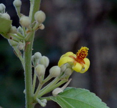 Grewia tiliifolia