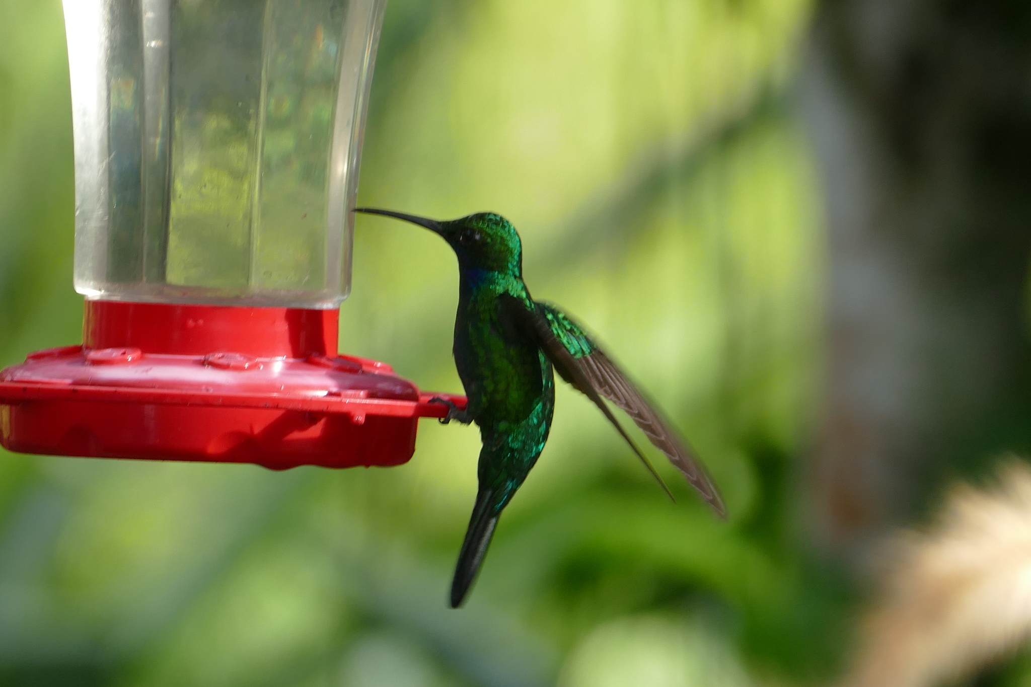 White-tailed Sabrewing illustration