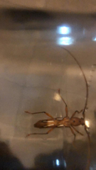 Eurymerus eburioides