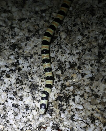 Colorado Desert Shovelnose Snake