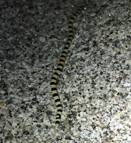 Colorado Desert Shovelnose Snake