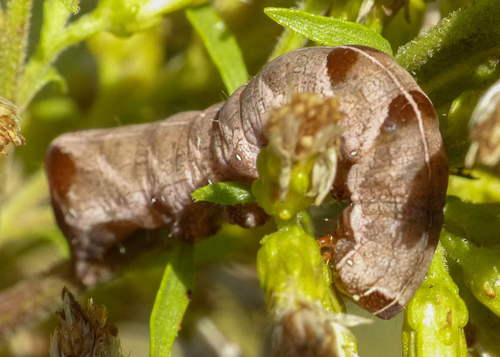 Melanchra adjuncta photographed on goldenrod