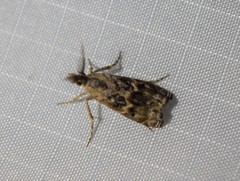 Prionapteryx indentella