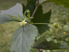 Geum × cortlandicum