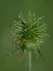 Geum × cortlandicum