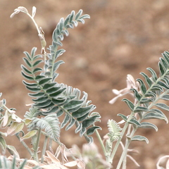 Astragalus brauntonii