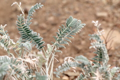 Astragalus brauntonii