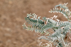 Astragalus brauntonii