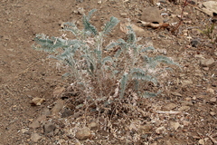 Astragalus brauntonii