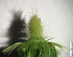 Geum × cortlandicum