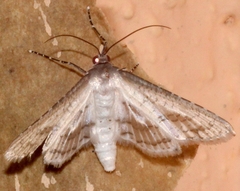 Thyrididae