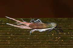 Pterodictya reticularis