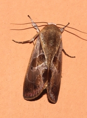 Westermannia superba