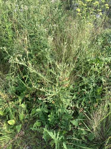 Saussurea japonica iNat (2)