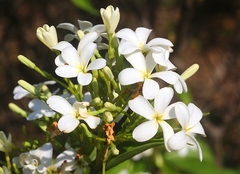 Holarrhena pubescens