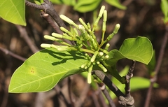 Holarrhena pubescens