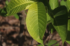 Holarrhena pubescens