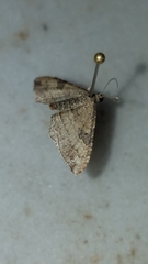 Orthonama evansi