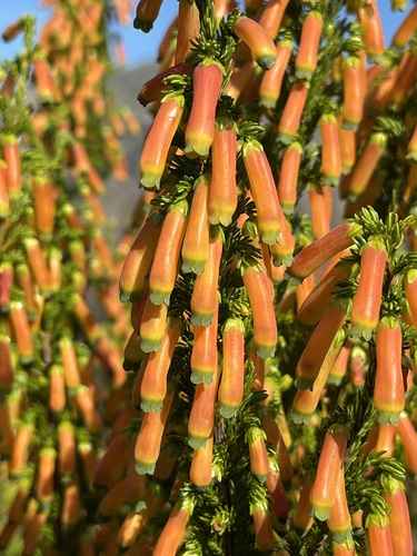 Dark-Mouthed Heath (Erica sacciflora)