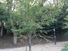 Prunus × yedoensis