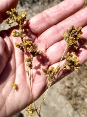 Deinandra mohavensis