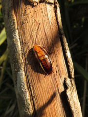 Drymaplaneta heydeniana