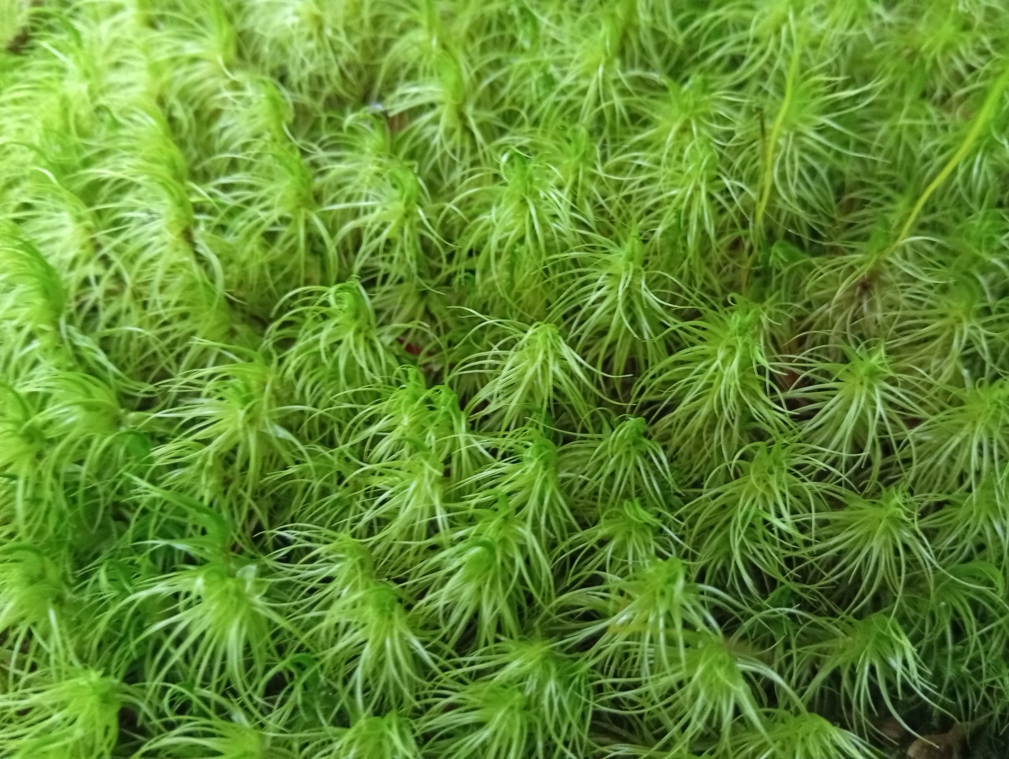 Dicranum majus
