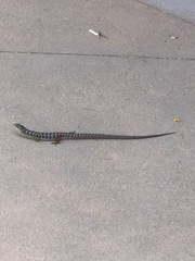 Elgaria multicarinata webbii